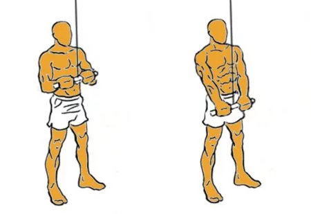 Imagen de Tríceps en polea con barra